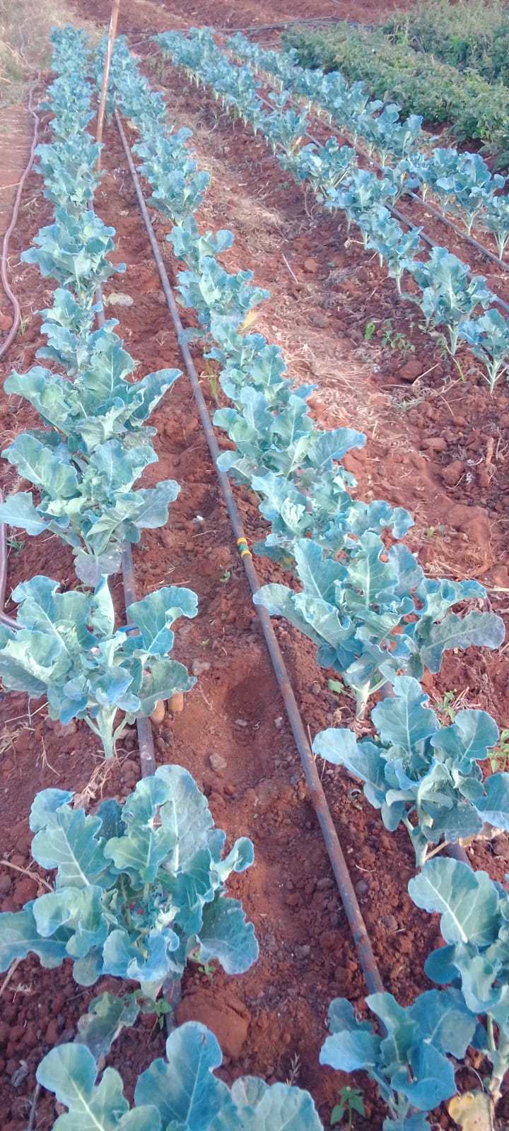 Broccoli - Vegetable Farming